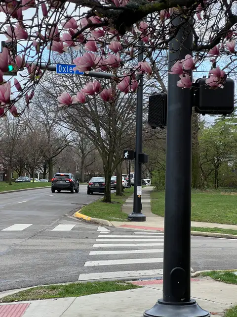 Spring blossoms light up this urban corner.